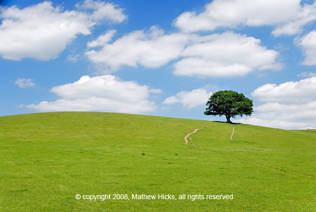 Oak Tree standing om a hill