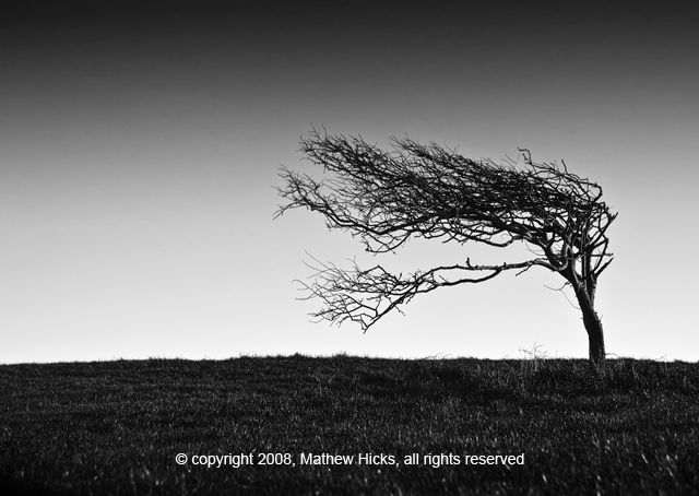 Black & White Tree Image