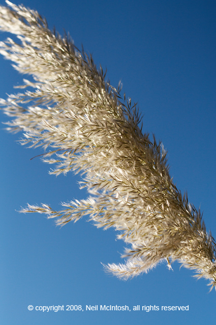 Flower Feather Image