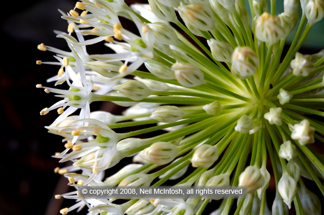 Flower Fireworks Image