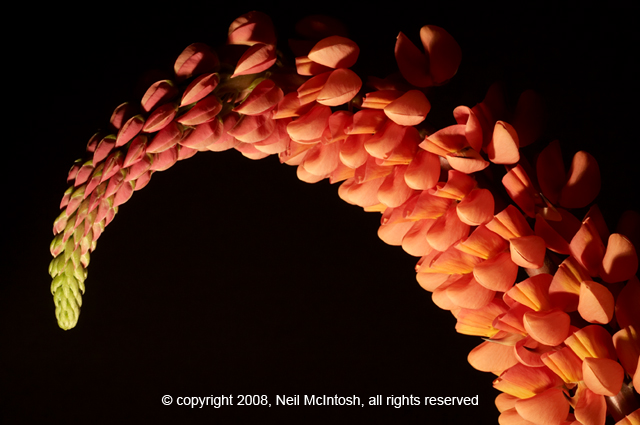 Firepoker Flower Image on Black Background
