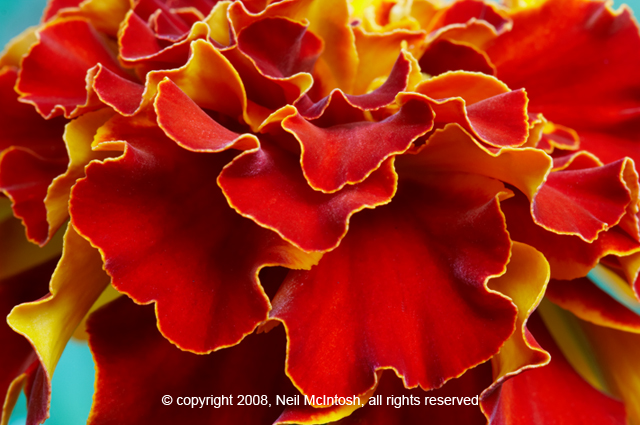 Red Flower Image